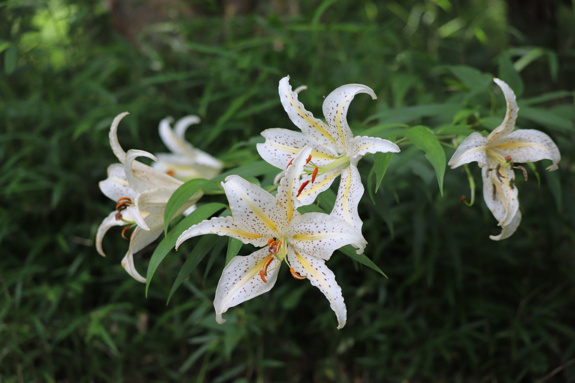 神奈川の県花「ヤマユリ」について学ぼう